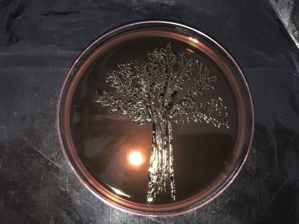 L'arbre de la vie - Biotechno Nicol