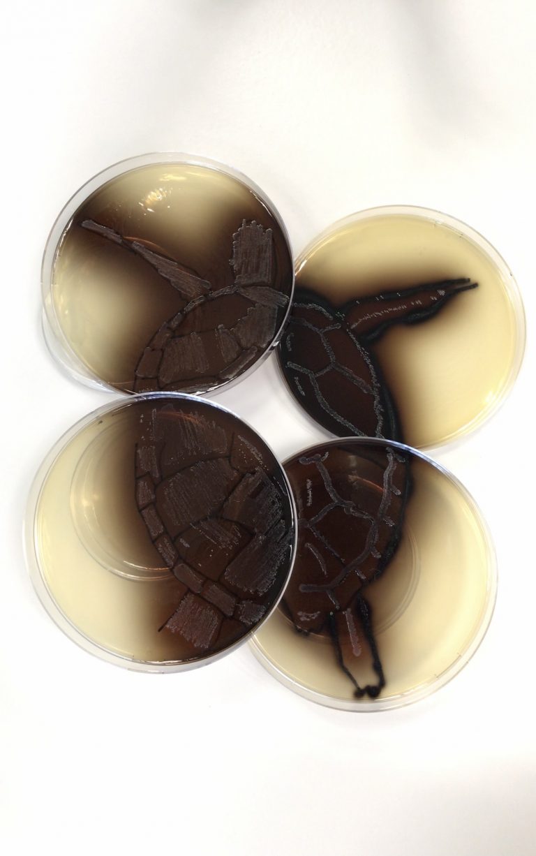 La tortue, symbole d’immortalité - Céline Echeverria