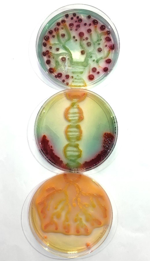 "L'agar arbre ADN"
